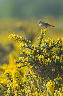 Sing Prints: Skylark Alauda arvensis in song Norfolk April
