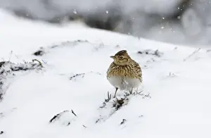 Skylark Alauda arvensis on stubble field in snow Norfolk UK winter