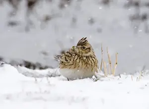Sky Lark Prints: Skylark Alauda arvensis on stubble field in snow Norfolk UK winter