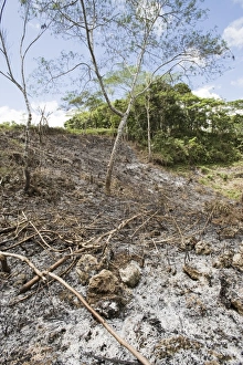 Slash and burn forest clearance in Alcoy Forest Cebu Philippines Slash and burn forest clearance in Alcoy Forest Cebu Philippines