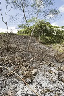 Slash and burn forest clearance in Alcoy Forest Cebu Philippines