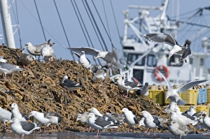 Slaty-backed Gulls Larus schisisogus feeding on dead starfish dumped on quay from Slaty-backed Gulls Larus schisisogus feeding on dead starfish dumped on quay from
