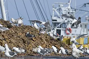 Scavenger Prints: Slaty-backed Gulls Larus schisisogus feeding on dead starfish dumped on quay from