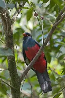 Male Prints: Slaty-tailed Trogon Trogon massena La Selva Costa Rica