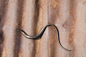 Slow Worm sunning itself on corrugated iron Dorset summer