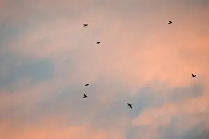 Migration Prints: small flock of migrating Redwings Turdus iliacus Norfolk October