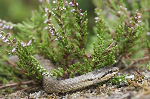 Smooth Snake Dorset summer