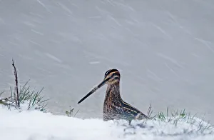 Trending: Snipe Gallinago gallinago in blizzard Cley November