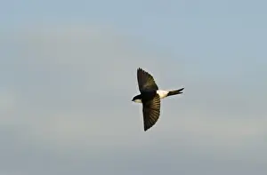 Summer Prints: Snipe Gallinago gallinago in drumming display (note two outer tail feathers that