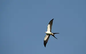 Snipe Gallinago gallinago in drumming display (note two outer tail feathers that