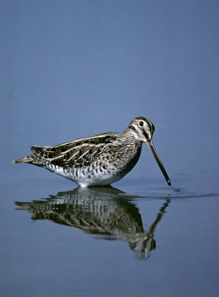 Images Dated 2008: Snipe Gallinago gallinago Kent August UK
