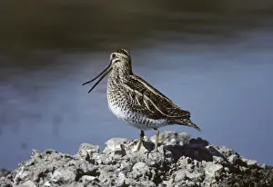 Snipe Prints: Snipe Gallinago gallinago showing flexibility of upper mandible Kent August