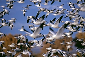 Snow (Anser caerulescens) and Rosss Geese, large flock, at Bosque Del Apache, New Mexico Snow (Anser caerulescens) and Rosss Geese, large flock, at Bosque Del Apache, New Mexico