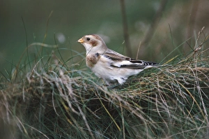 Bunting Prints: Snow Bunting Plectrophenax nivalis autumn, UK