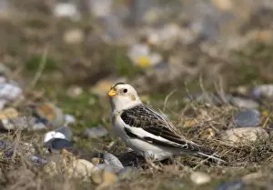 Bunting Prints: Snow Bunting Plectrophenax nivalis male in winter Salthouse Norfolk
