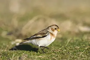 Bunting Prints: Snow Bunting Plectrophenax nivalis Salthouse Norfolk winter