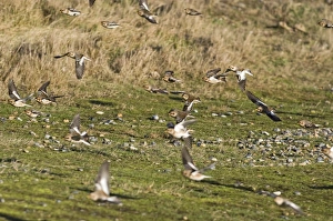 Snow Buntings Plectrophenax nivalis Salthouse Norfolk winter Snow Buntings Plectrophenax nivalis Salthouse Norfolk winter
