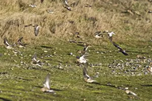 Snow Buntings Plectrophenax nivalis Salthouse Norfolk winter