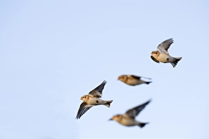 Snow Buntings Plectrophenax nivalis in winter Salthouse Norfolk Snow Buntings Plectrophenax nivalis in winter Salthouse Norfolk