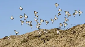 Flock Prints: Snow Buntings Plectrophenax nivalis wintering flock at Salthouse Norfolk