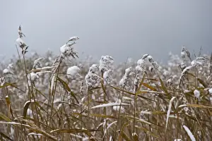Rspb Prints: Snow covered reeds at Strumpshaw Fen RSPB Reserve Yare Valley Norfolk
