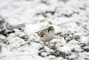 Snow Finch Montifringilla nivalis male of race alpicola Great Caucasus Georgia April