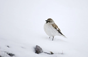 Snow Finch Montifringilla nivalis male of race alpicola Great Caucasus Georgia April Snow Finch Montifringilla nivalis male of race alpicola Great Caucasus Georgia April