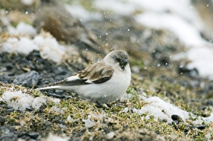 Snow Finch Montifringilla nivalis male of race alpicola Great Caucasus Georgia April