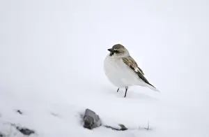 Finch Prints: Snow Finch Montifringilla nivalis male of race alpicola Great Caucasus Georgia April