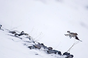 Snow Finch Montifringilla nivalis of race alpicola Great Caucasus Georgia April