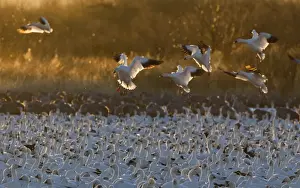 Flock Prints: Snow Geese Chen caerulescens arriving at dawn Bosque del Apache New Mexico USA January