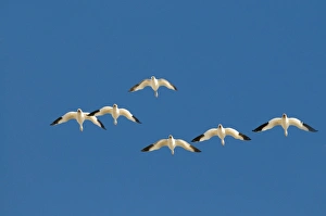 Snow Geese Chen caerulescens Bosque del Apache New Mexico USA January