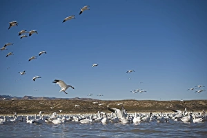 Snow Geese Chen caerulescens Bosque del Apache New Mexico USA January Snow Geese Chen caerulescens Bosque del Apache New Mexico USA January