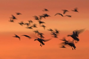 Snow Geese Chen caerulescens at dawn Bosque del Apache New Mexico USA January