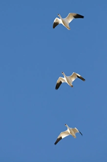 Snow Geese Chen caerulescens Bosque del Apache New Mexico USA January