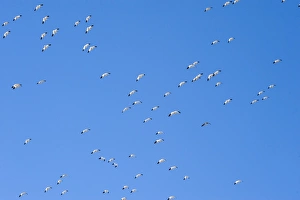 Snow Geese Chen caerulescens Bosque del Apache New Mexico USA January