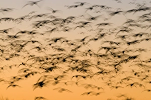 Snow Geese Chen caerulescens Bosque del Apache New Mexico USA January