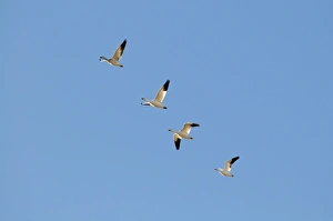 Snow Geese Chen caerulescens Bosque del Apache New Mexico USA January