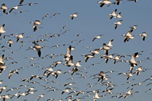 Snow Geese Chen caerulescens Bosque del Apache New Mexico USA January
