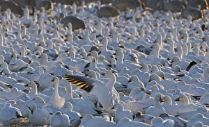 Snow Geese Chen caerulescens Bosque del Apache New Mexico USA January