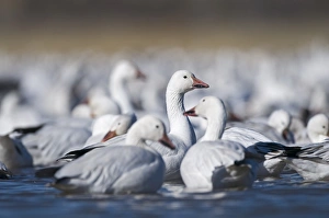 Snow Geese Chen caerulescens Bosque del Apache New Mexico USA January