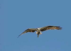 Snow Geese Chen caerulescens Bosque del Apache New Mexico USA January