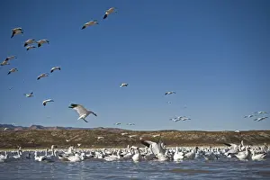 Flock Prints: Snow Geese Chen caerulescens Bosque del Apache New Mexico USA January