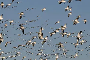 Snow Geese Chen caerulescens Bosque del Apache New Mexico USA January