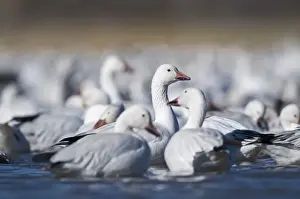 Snow Geese Chen caerulescens Bosque del Apache New Mexico USA January