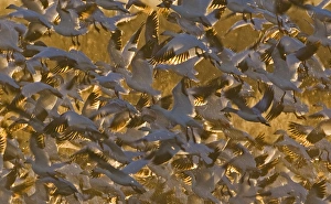 Snow Geese Chen caerulescens at dawn Bosque del Apache New Mexico USA January