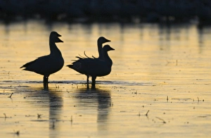Snow Geese Chen caerulescens at dawn Bosque del Apache New Mexico USA January