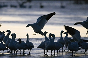 Snow Geese Chen caerulescens at dawn Bosque del Apache New Mexico USA January