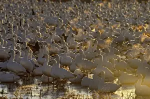 Snow Geese (Chen caerulescens) at dawn Bosque del Apache New Mexico USA winter
