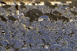 Snow Geese (Chen caerulescens) at dawn Bosque del Apache New Mexico USA winter
